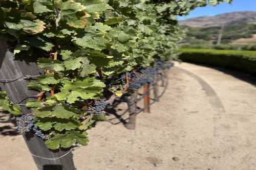 02-NAPA-grapevines.destinations
